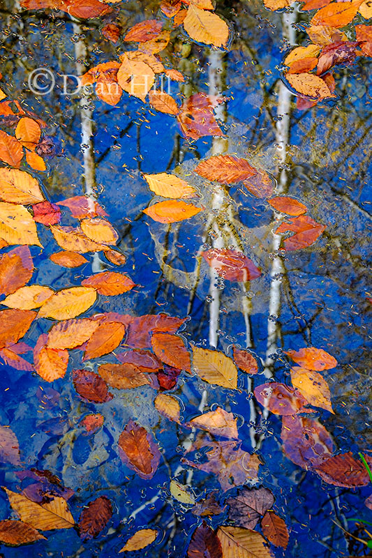 Blue Sky - Fallen Leaves image