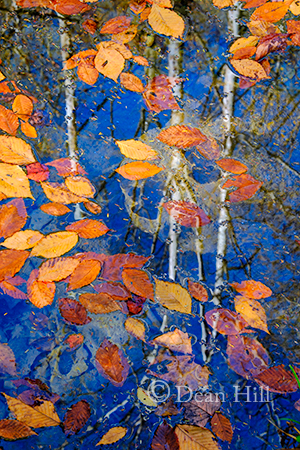 Blue Sky - Fallen Leaves image