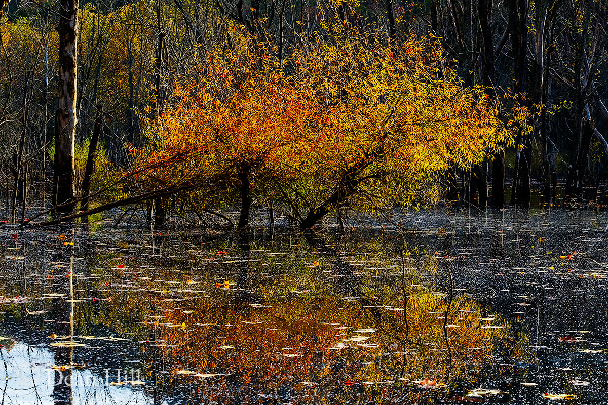 Golden Willows image