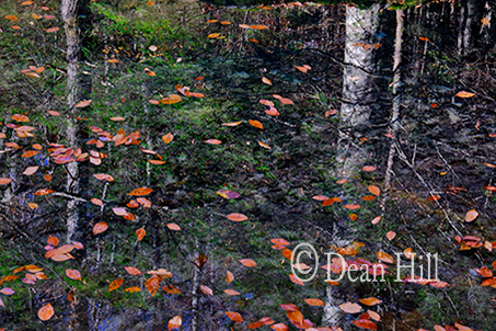 Looking into an Autumn Stream image