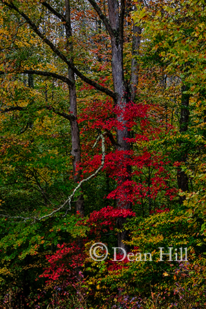 Red Tree image