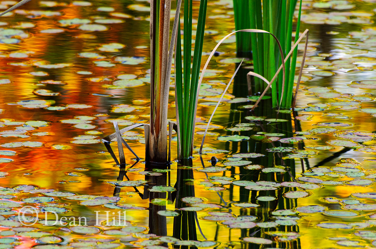 Reflection on a Pond image