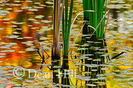 Reflection on a Pond image