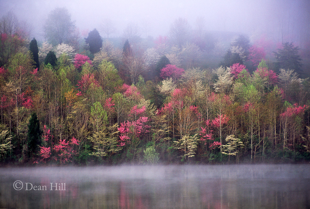 Spring on Paintsville Lake image