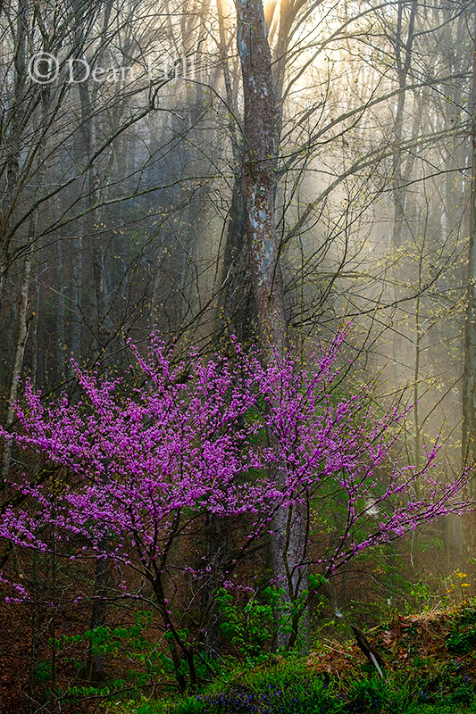 Spring Up the Holler image