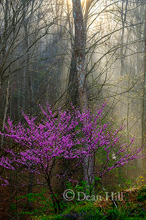 Spring Up the Holler image