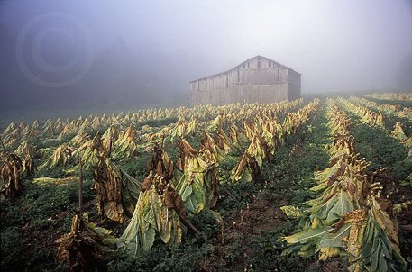 Tobacco Harvest image
