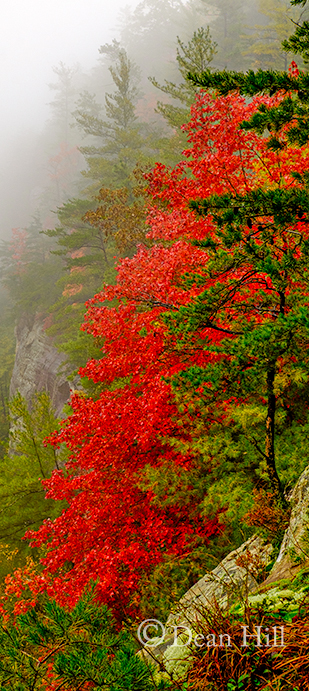 Cascade of Red image